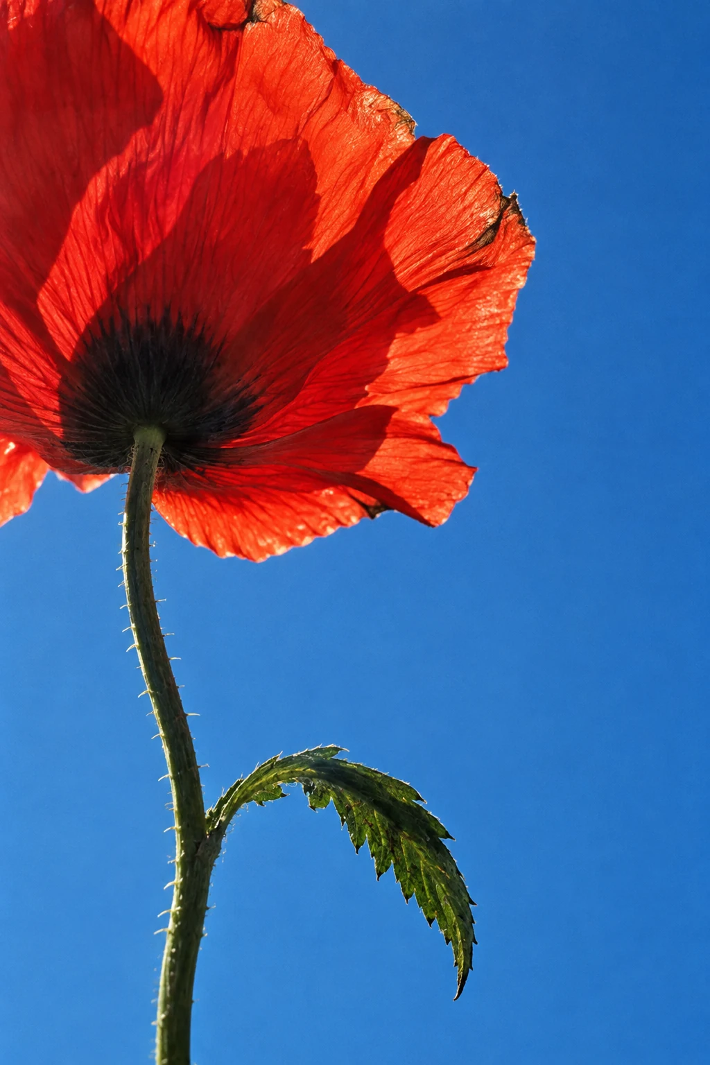 Poppy